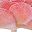 Lotus Pink Rose Beige