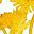 Yellow Aloe Orange
