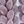 Greenpurplecactusbeige