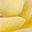 Rose Beige Leaf Beige