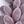 Greenpurplelightpurple