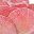 Lotuspink Light Purple