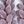 Greenpurple Light Pink