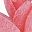 Lotuspink Light Pink
