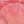 Lotus Pink Blue