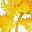 Yellow Blue