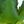 Aloe Green