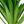 Grass Green Aloe Green