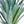 Gray Green Aloe Green