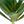 Green Aloe Green