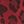 Leopard Red