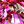 Silver Tone Rose Red