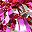 Silver Tone Rose Red