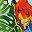 Parrot Palm