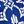 Aspidoras Cobalt