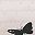 Butterfly Script