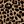 Brown Leopard
