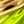 Peridot