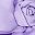Pink Purple