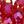 Plated Red