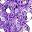 Clear Purple