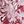 Pink Floral