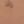 Beige Dark Beige
