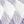 Purple White