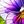 Blue Purple Flower