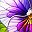 Blue Purple Flower
