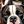 Dogs