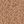 Brown Tulip