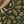 Green Owl Tapestry