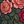 Navy Red Floral