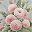 Pink Floral