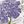 Purple Hydrangea