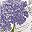 Purple Hydrangea