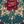 Teal Red Botanical