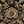 Black Gold Floral