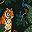 Tiger And Peacock