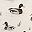 Mallard Duck Print