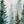 Misty Pine Forest