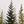 Green Pine Trees