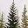 Green Pine Trees