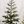 Green Pine Trees