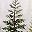 Green Pine Trees