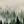 Misty Green Forest