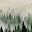 Misty Green Forest