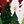 Red Christmas Trees