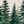 Winter Fir Forest